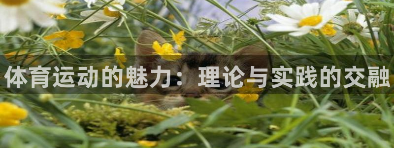 vsport体育官网下载平台注册流程图：体育运动的魅
